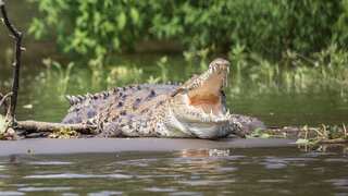 India: Man kills daughter and her lover; throws bodies into crocodile-infested river