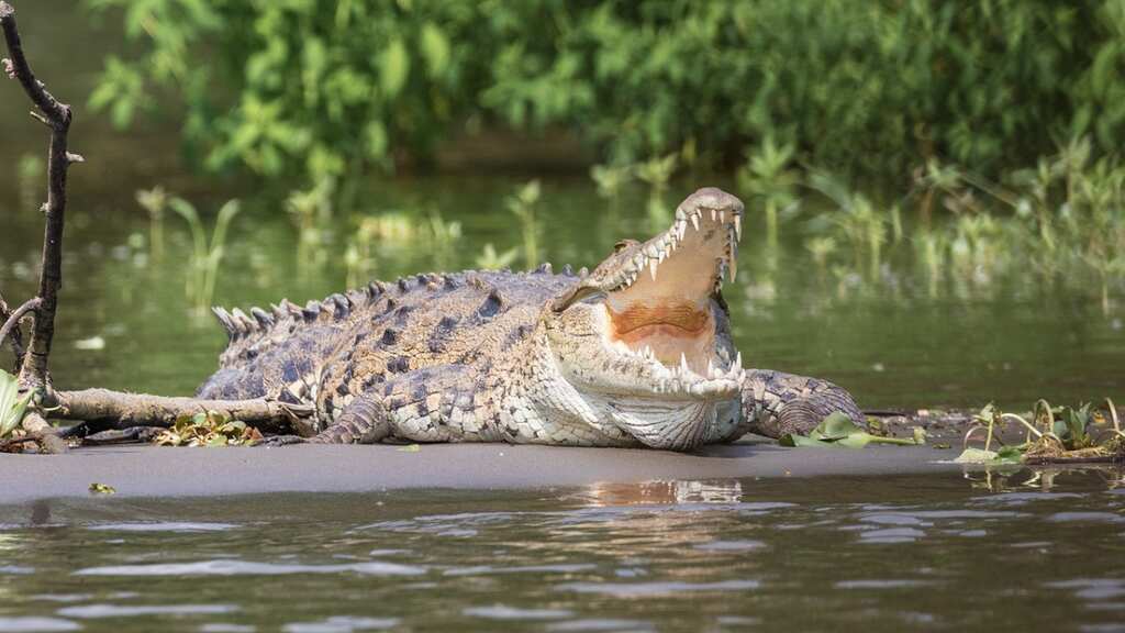 India: Man kills daughter and her lover; throws bodies into crocodile-infested river
