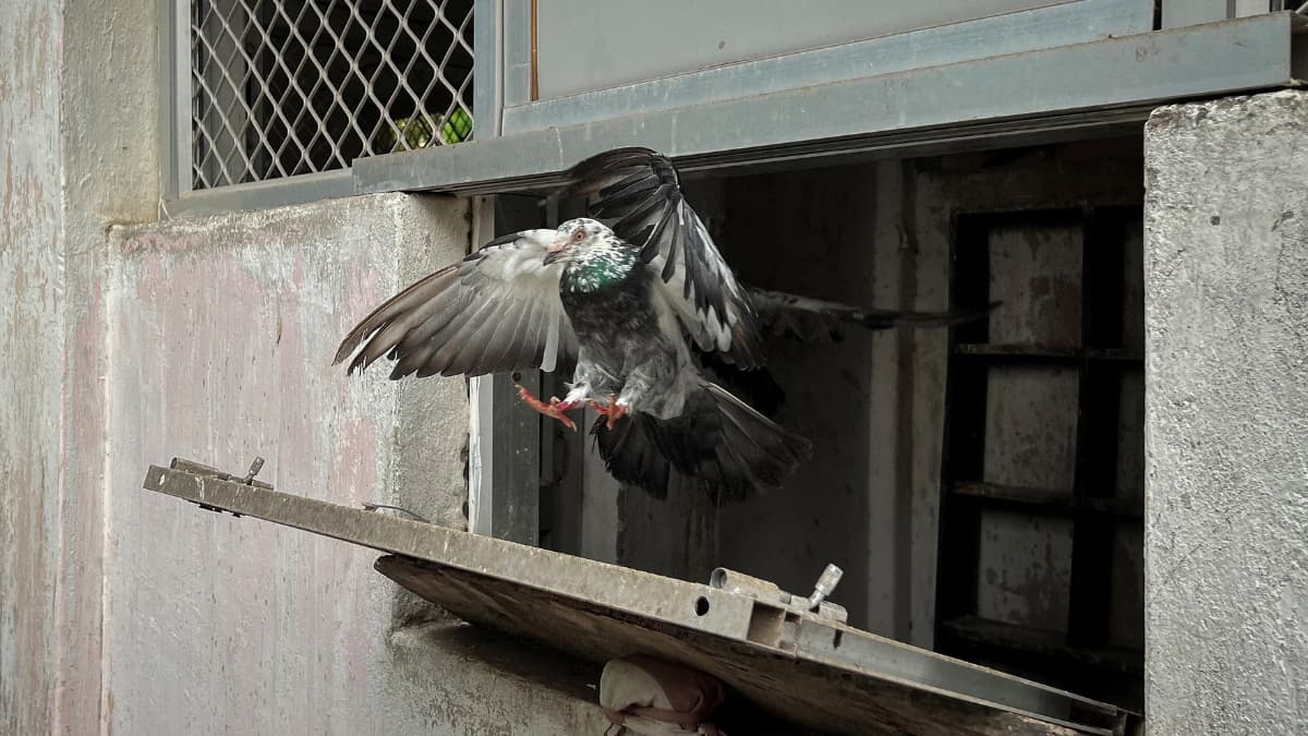 In the times of instant messaging, this Indian state's police maintain carrier pigeons In the times of instant messaging, this Indian state's police maintain carrier pigeons