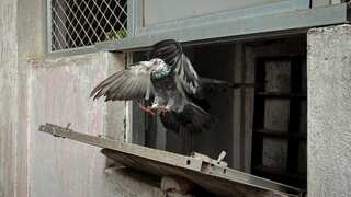 In the times of instant messaging, this Indian state's police maintain carrier pigeons