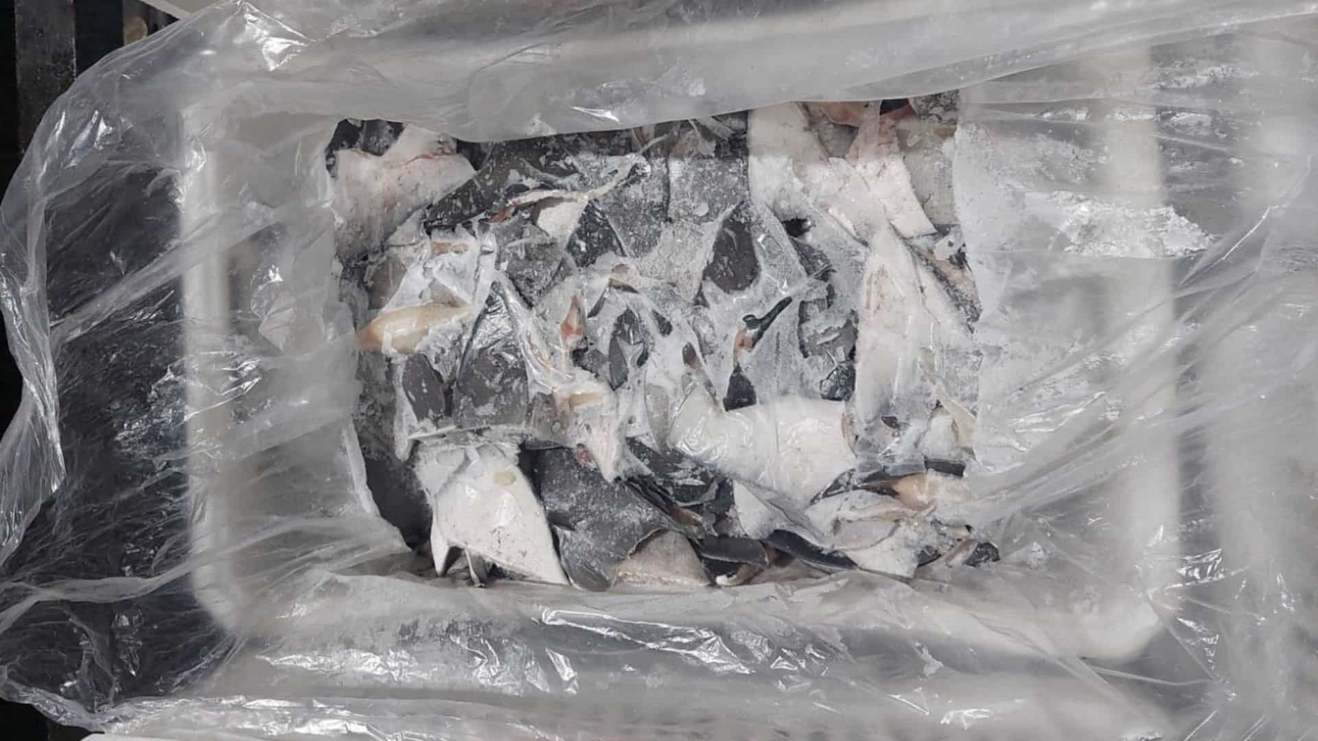 Brazil's epic bust: Country seizes record-breaking illegal shark fin shipment Brazil's epic bust: Country seizes record-breaking illegal shark fin shipment