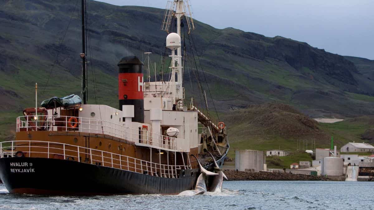 Iceland suspends whale hunting on animal welfare concerns after video shows five-hour agony Iceland suspends whale hunting on animal welfare concerns after video shows five-hour agony
