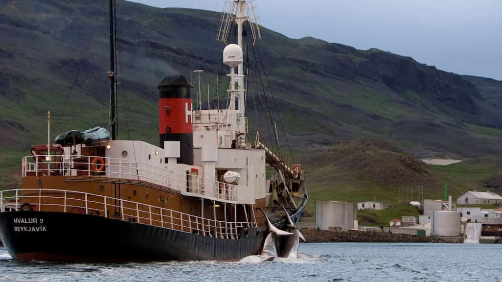 Iceland suspends whale hunting on animal welfare concerns after video shows five-hour agony
