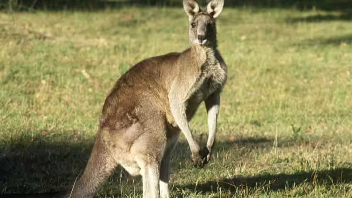 Kangaroos didn't hop always, suggests fossil evidence-based new research Kangaroos didn't hop always, suggests fossil evidence-based new research