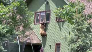 WATCH | Bear enters house, eats pork chops but gets stuck while exiting