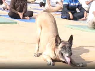 Watch | International Yoga Day: Dog from ITBP canine squad performs yoga at Udhampur event
