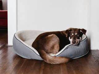 Why do little pups outlive big dogs? Scientists finally have the answer