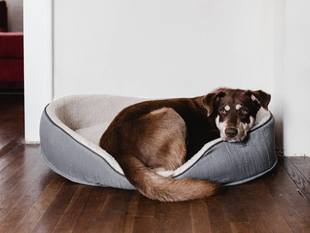 Billionaire family is hiring a 'full-time dog nanny' who'll be paid $127,000 a year to pamper their dogs