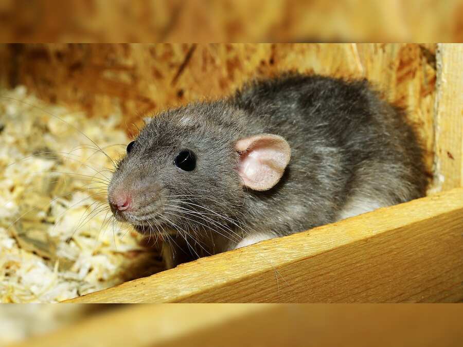 Chinese officials identify strange thing in student’s meal as 'rat head'