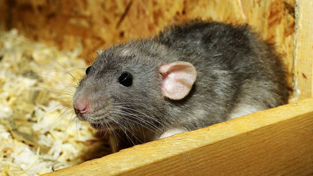 Chinese officials identify strange thing in student’s meal as 'rat head'