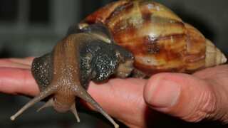 Florida's nightmare: Massive paint-eating snails pose grave threat to agriculture