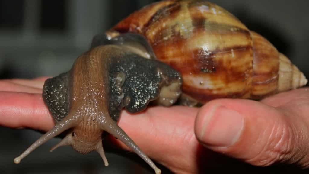 Florida's nightmare: Massive paint-eating snails pose grave threat to agriculture