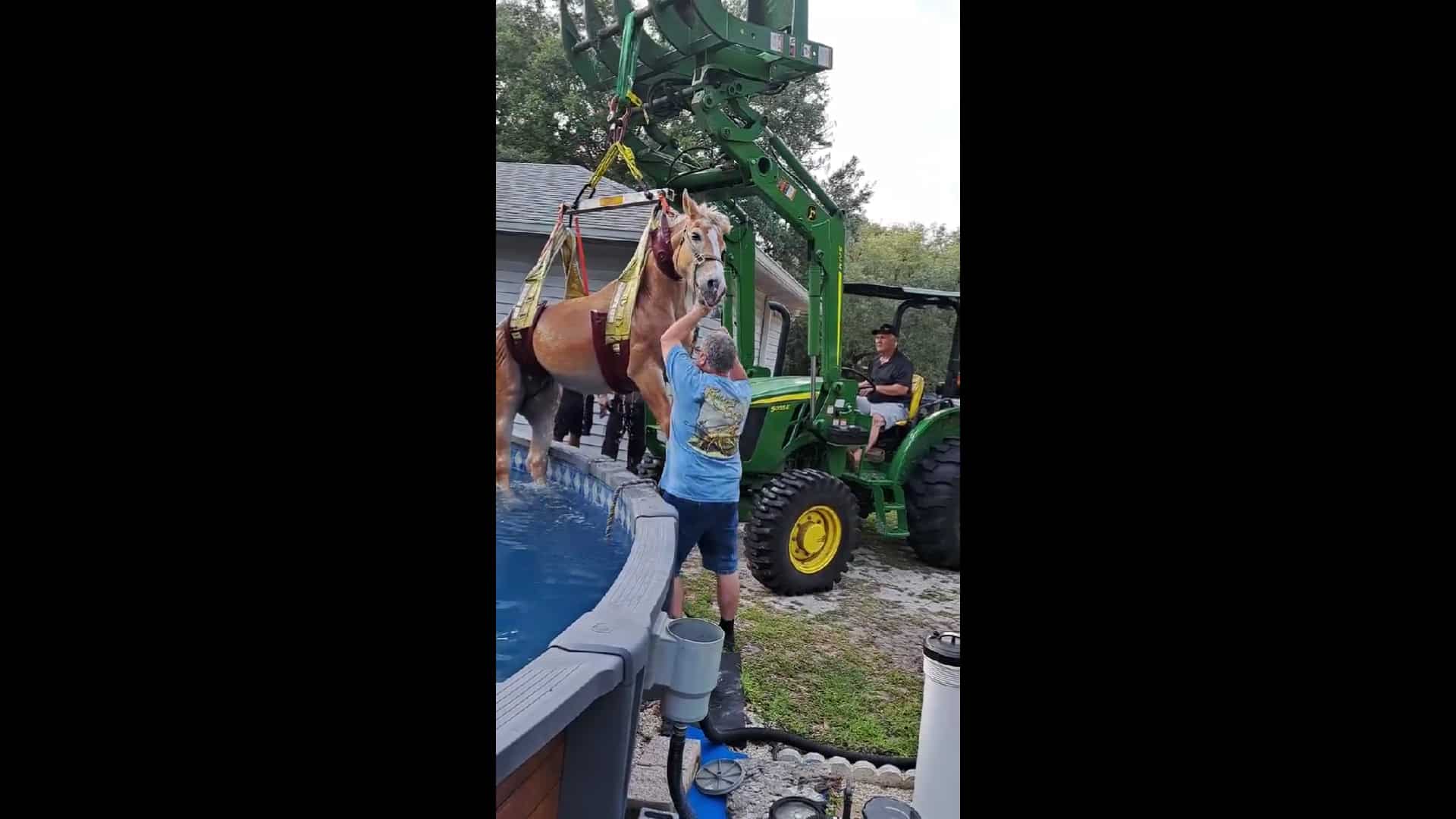 Watch: Horse stuck in swimming pool rescued by Florida firefighters Watch: Horse stuck in swimming pool rescued by Florida firefighters