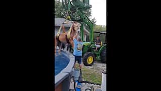 Watch: Horse stuck in swimming pool rescued by Florida firefighters