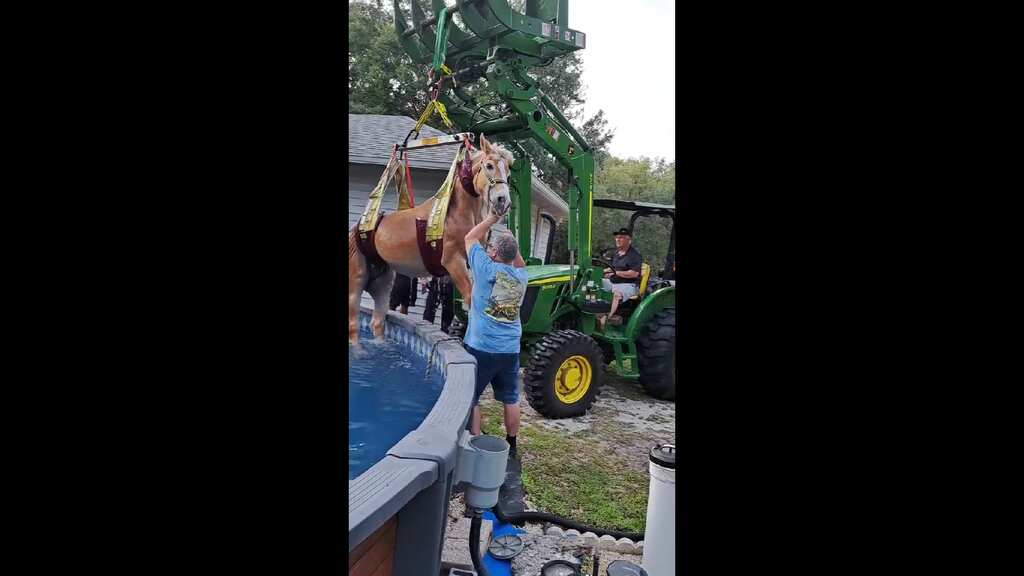 Watch: Horse stuck in swimming pool rescued by Florida firefighters