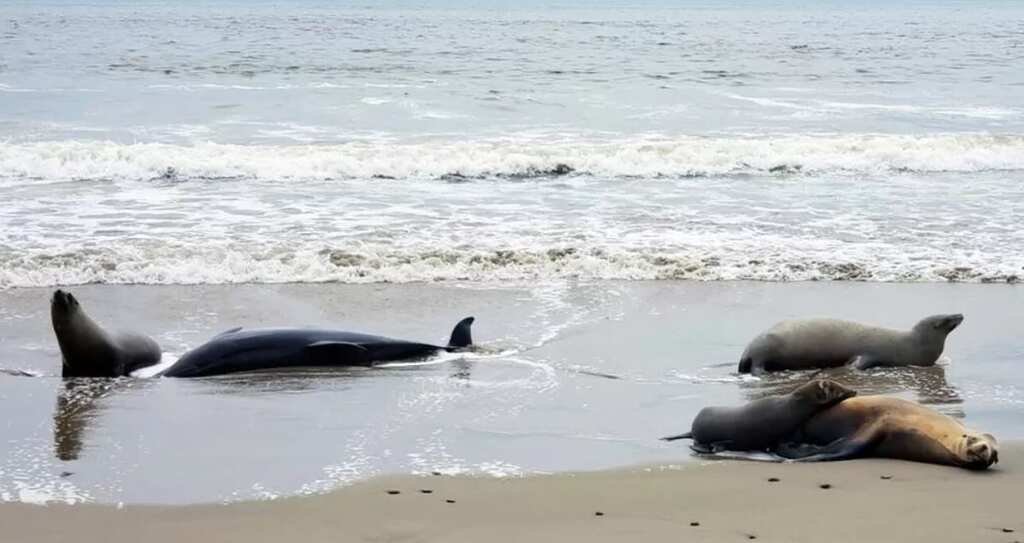 Hundreds of dolphins and sea lions die in California due to toxic algae