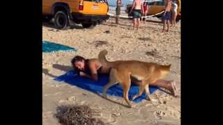 WATCH | Dingo bites sunbathing tourist on Australian beach
