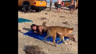 WATCH | Dingo bites sunbathing tourist on Australian beach