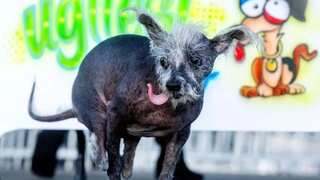 Winner of the World's Ugliest Dog 2023 title is, drumroll please, Scooter