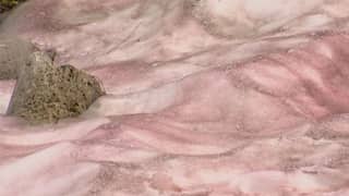 Know what is ‘watermelon snow’ | This natural phenomenon is making mountains pink and red in Utah