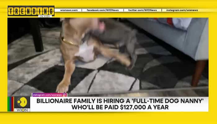 Billionaire family hiring "full-time dog nanny" who will be paid $127,000 a year