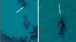 WATCH | ‘Super curious’ whale follows kayaker off Bondi beach in Australia
