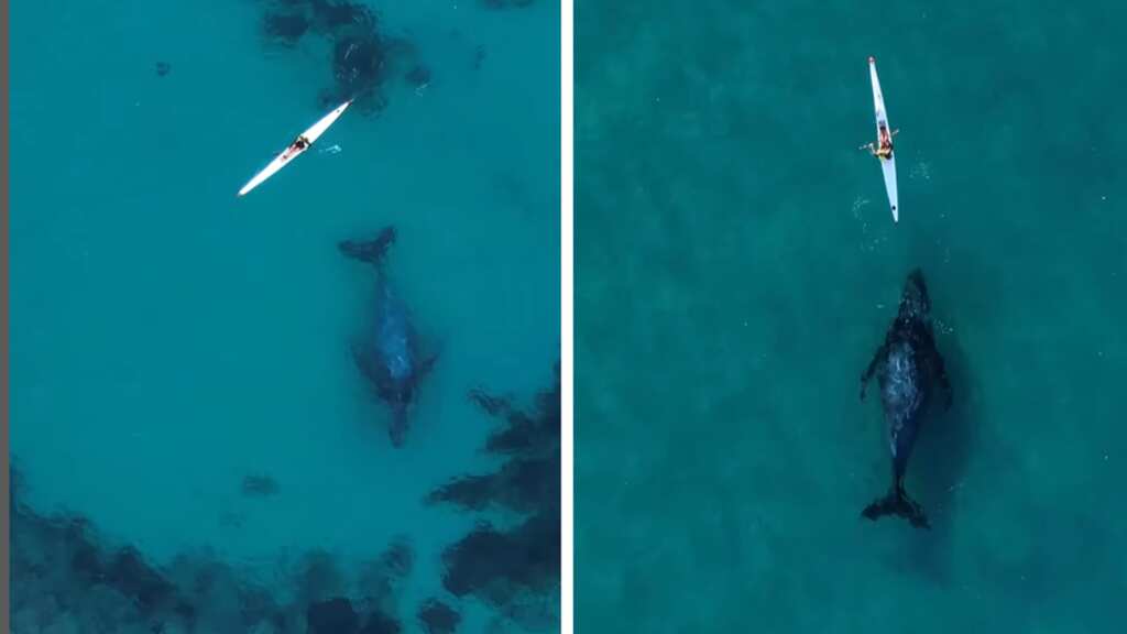 WATCH | ‘Super curious’ whale follows kayaker off Bondi beach in Australia