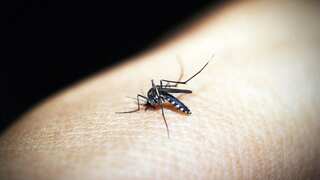 South Korea faces new border threat 'malaria mosquitoes' as temperature peaks