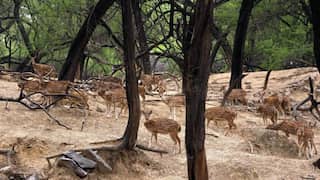 After 55 years, Delhi's famous Deer Park will not have 'deer' anymore. Here's why