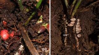 ‘Once-in-a-lifetime discovery’: Scientists find rare palm that flowers and bears fruits underground