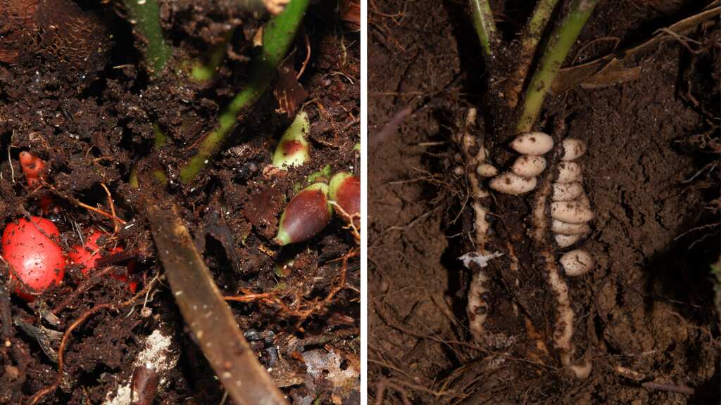 ‘Once-in-a-lifetime discovery’: Scientists find rare palm that flowers and bears fruits underground