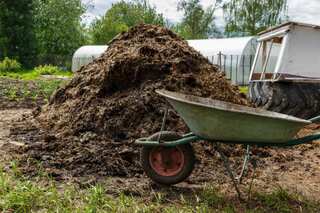 Multimillion-dollar cow dung scam: California man sentenced for faking methane generation scheme