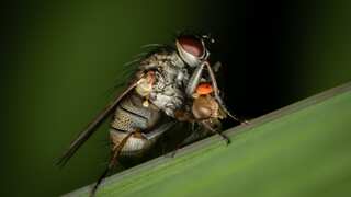 Why biting flies are attracted to blue objects? Unraveling the mystery