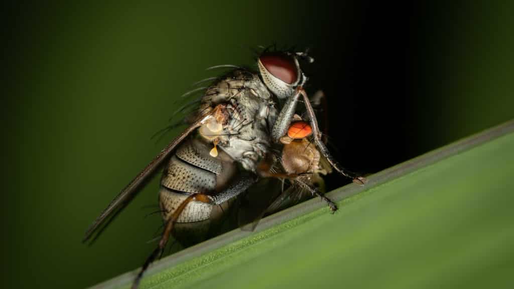 Why biting flies are attracted to blue objects? Unraveling the mystery
