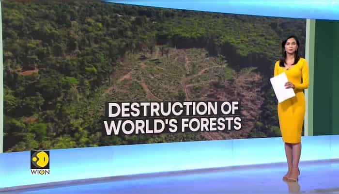 Deforestation surges despite pledges