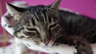 'Cat Pain Detector': This app helps owners know if their pet is in agony, needs vet visit