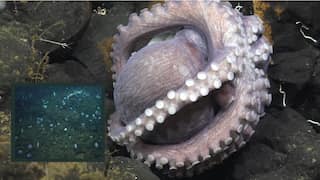 Unveiling the depth: Third active octopus nursery found in deep-sea habitat off Costa Rican coast. Watch!