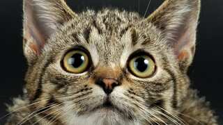 The cat nose: Study reveals secret behind feline's exceptional sniffing abilities