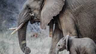 Elephant's testicles may hold key to fight cancer, infertility in humans