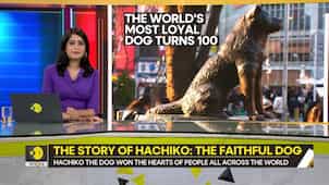 Gravitas: The story of Hachiko: The faithful dog