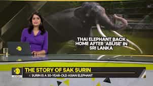 Gravitas: Sak Surin: Jumbo gifted to Sri Lanka returns to Thailand after 2 decades of abuse