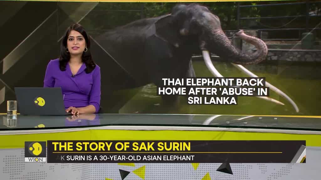 Gravitas: Sak Surin: Jumbo gifted to Sri Lanka returns to Thailand after 2 decades of abuse