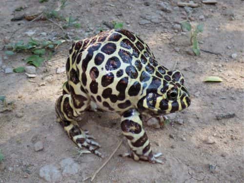 Scientists track down rare 'leopard-print' frog, find its tadpoles: Report Scientists track down rare 'leopard-print' frog, find its tadpoles: Report