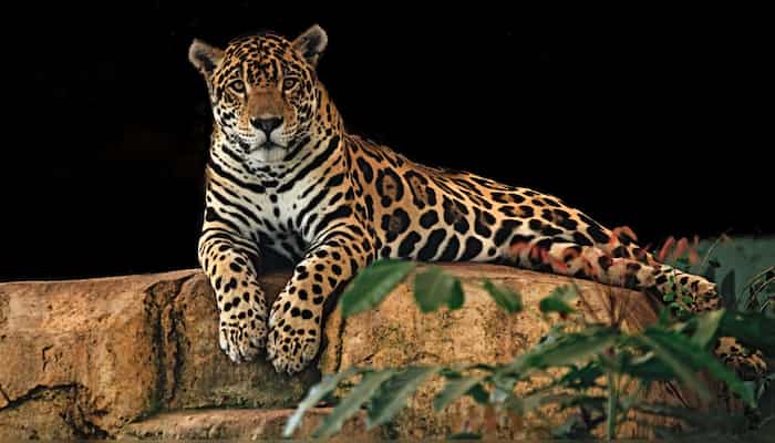 Back from the brink: Ecosystem restoration saved these species from extinction