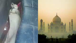 Dog suffocates in scorching car as careless pet owners enjoy tour of Taj Mahal