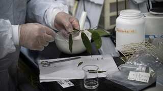 This 'magic plant' has medical component CBD similar to marijuana in leaves and fruit, but no high