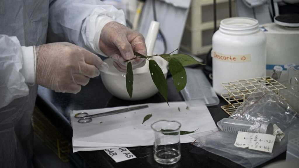 This 'magic plant' has medical component CBD similar to marijuana in leaves and fruit, but no high