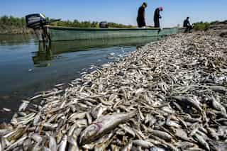Thousands of dead fish wash ashore in drought-hit Iraq, probe on
