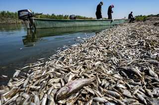 Thousands of dead fish wash ashore in drought-hit Iraq, probe on