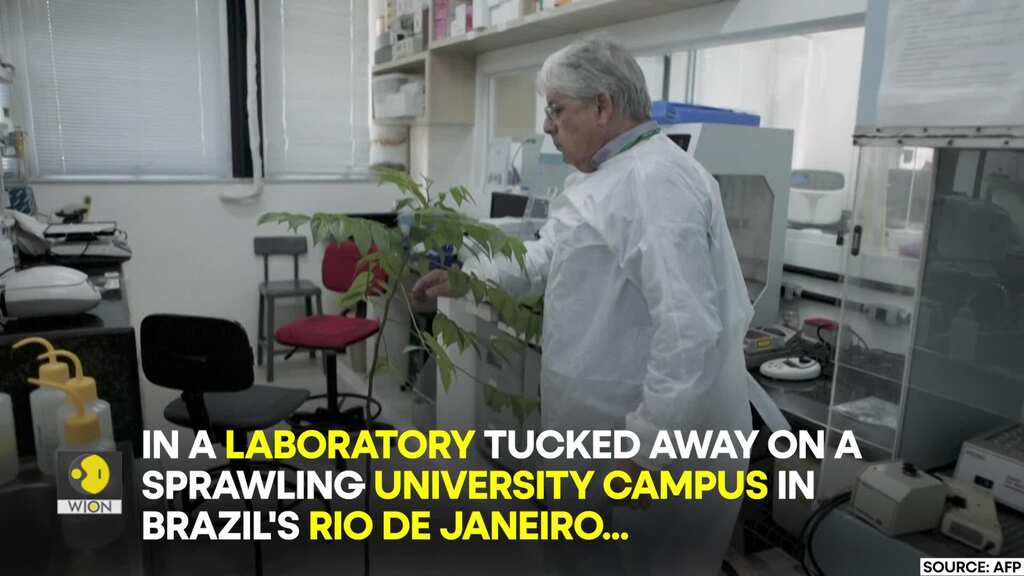 CBD without the THC: New Cannabidiol source found in a common Brazilian plant